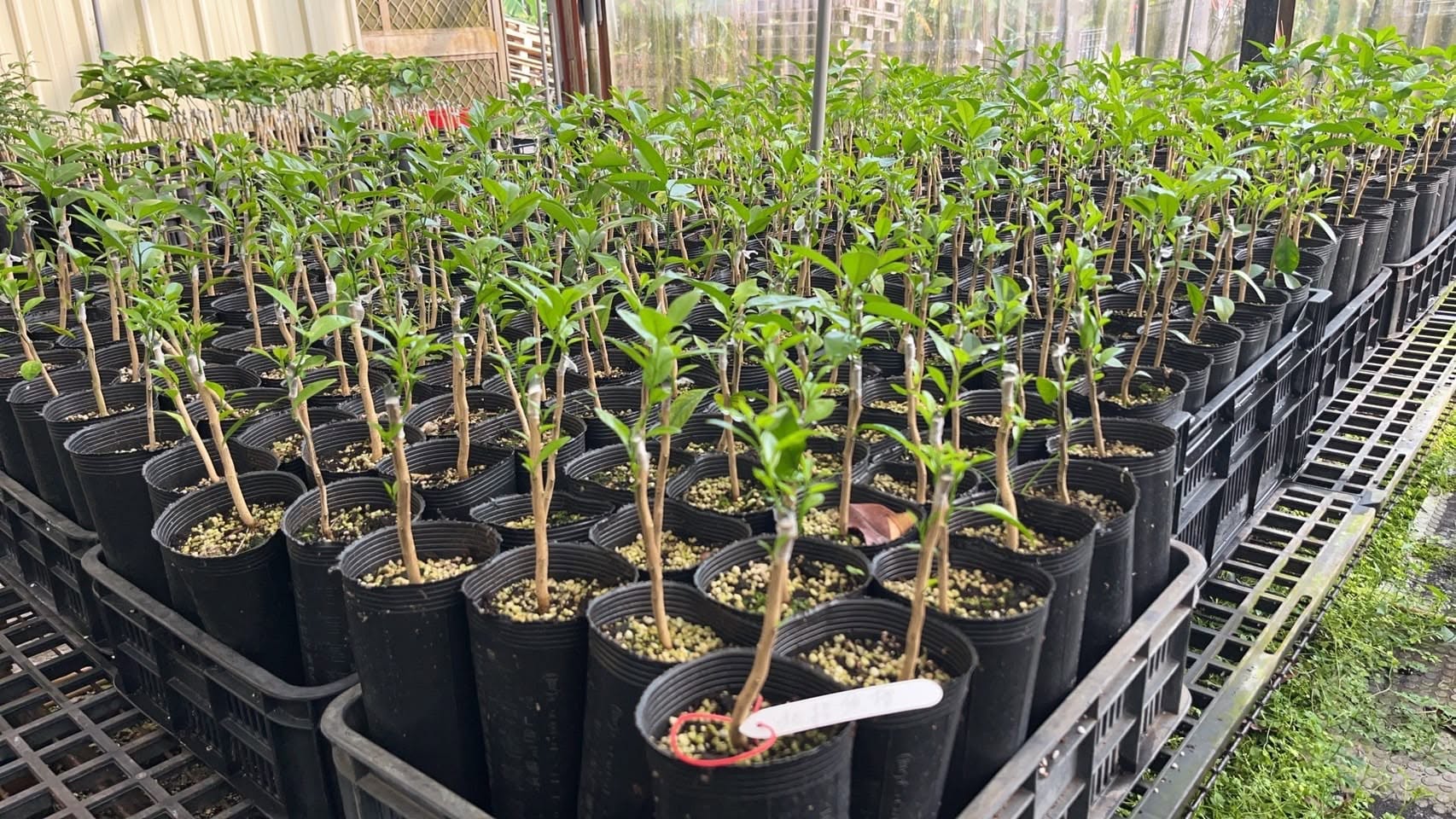 合作社植物診療師出診紀錄